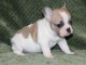 Chiot Bouledogue Français lof à donner