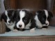 Chiots Welsh Corgi Cardigan