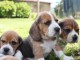 Chiots Beagle superbes