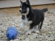 Chiot husky siberian femelle yeux bleu