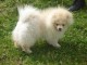 Chiots Bichon Frisé prêt a partir 