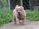 chiot Shar Pei a donner