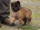 chiot berger belge a donner