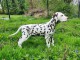 Chiots dalmatien a donner