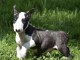 Chiot Bull Terrier a donner