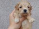 Maltipoo chiots à vendre