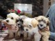 Bichon havanais chiots à vendre