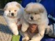 Magnifiques Chiots CHOW CHOW disponibles