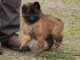 chiot berger belge a donner