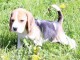 chiot Beagle a donner