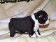 Chiot Boston Terrier a donner