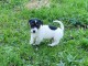 Chiot jack russell a donner