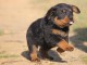 A donner chiot rottweiler