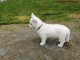 chiot Westie a donner