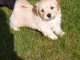 chiot bichon havanais a donner