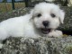 Chiot coton de tulear a donner