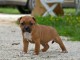 Chiots Staffordshire Bull Terrier a donner