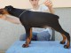 Dobermann chiots à vendre