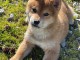 adorable chiots shiba