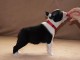 Boston Terrier chiots