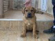 Mastiff sud-africain - Boerboel