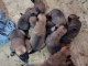Berger Belge chiots à vendre