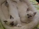 Splendide couples chatons sacrés Birmani A donner