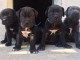 Adorables chiots canne corso