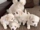 Chiots d’apparence bichon frisés