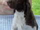 CHIOTS ENGLISH SPRINGER SPANIEL