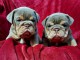 Bulldog anglais chiots