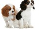 Chiots CAVALIERS KING-CHARLES 