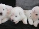 Chiots Berger Blanc Suisse