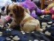 A DONNER chiot Cavalier King Charles femelle