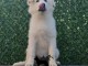 Berger Blanc Suisse chiots