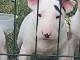 Bull terrier chiots à vendre