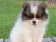 chiot spitz nain recherche famille