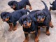 Chiots d’apparence Rottweiler