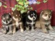 Adorables Chiots POMSKY