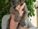 Chiots Dogue allemand