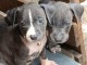  chiots croise Bully braque