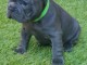 Chiots bouledogue francais bleue