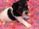 chiots Biewer terrier