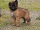 chiot berger belge  a donner