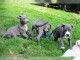 chiots de race amstaff dispo de suite