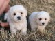 Chiot coton de tulear LOF a donner