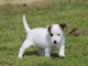 Chiot jack russell lof a donner