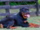 Rottweiler chiots à vendre