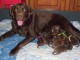 Chiots LABRADORS Marron -LOF