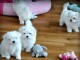 Donne magnifiques chiots Bichon Maltais 